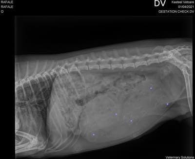 Présentation de la nouvelle famille