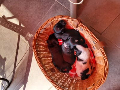 Socialisation des chiots du 17ème jour à 4 semaines - Copier