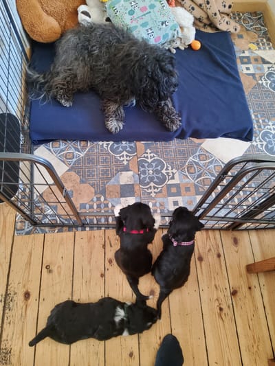 Socialisation des chiots de la 5ème semaine à ...