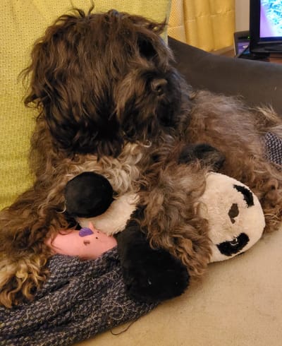 Nouvelle saillie 2022