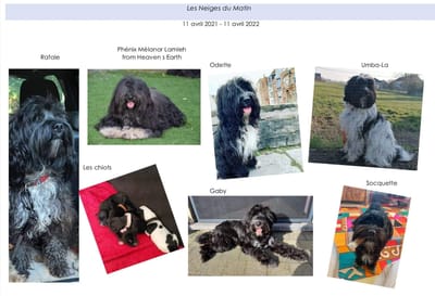 Ce que sont devenus les chiots