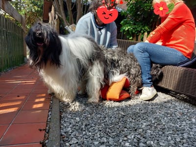 Nouvelle saillie - Rafale & Thinley Leh