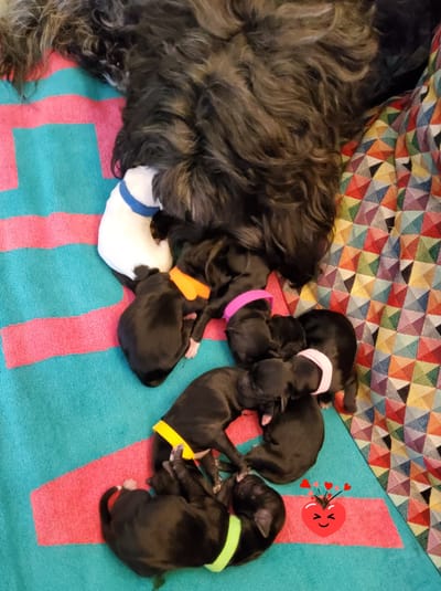 Le 12 juin, ils sont là