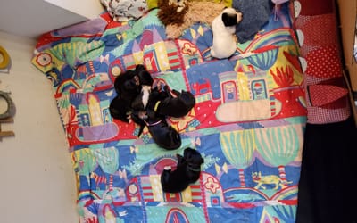 Socialisation des chiots du 17ème jour à 4 semaines