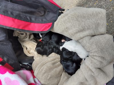Promenade à la campagne
