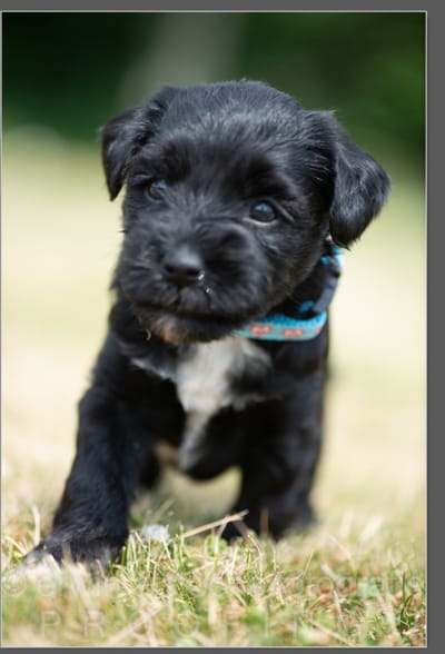 Je cherche une famille