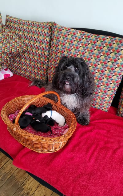 Tous les chiots ont trouvé une famille