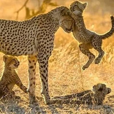 Diani Safari Package can be Customized to Meet Your Needs and Preferences!