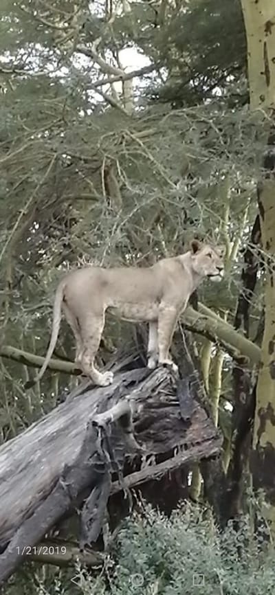 Mombasa Safaris are the Venues that You Must Visit!