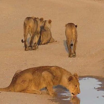 Top Things to do in Kenya with Luxury Safari Packages