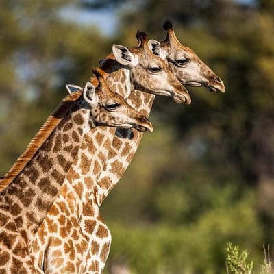 Best Tanzania Safari Tours to explore the top activities | Denhum Holidays Limited