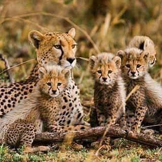 Affordable Kenya Safari Tours from Nairobi | Denhum Holidays Limited