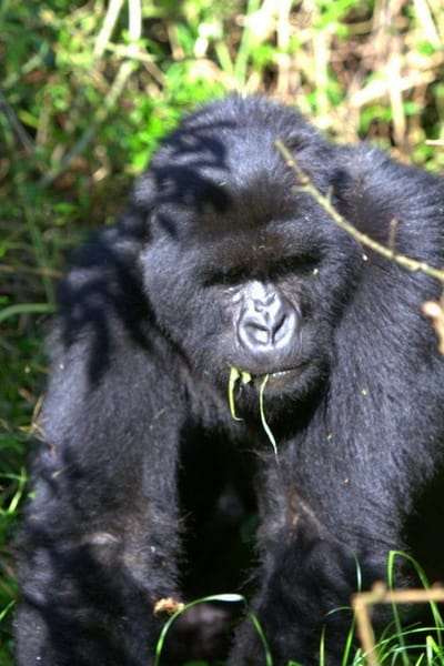 After Mombasa Safaris Tour, Opt for the Stunning Beach Side!