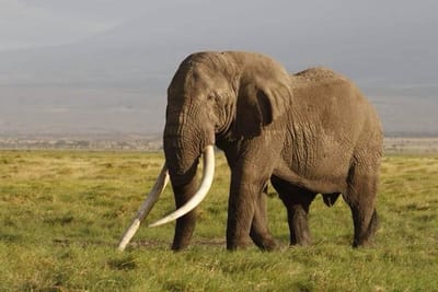 Diani Safari Package will Help You Explore the Most Stunning Diani Beach!