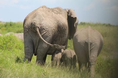 Nairobi Safaris Masai Mara Tour Takes You Close to Colorful Tribal People!