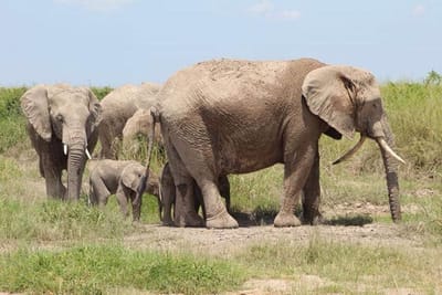 Kenya Safari Tours from Nairobi can Bring Great Fun from the Very Beginning!