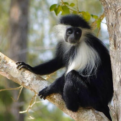 Mombasa Safaris – A Majestic Safari Trip For Your Family