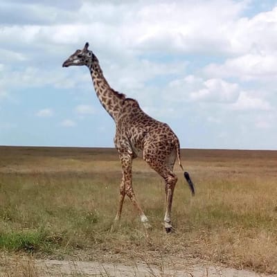 Diani Safari Package – Book From The Best Tour Provider