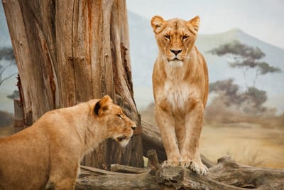 5. Safari image