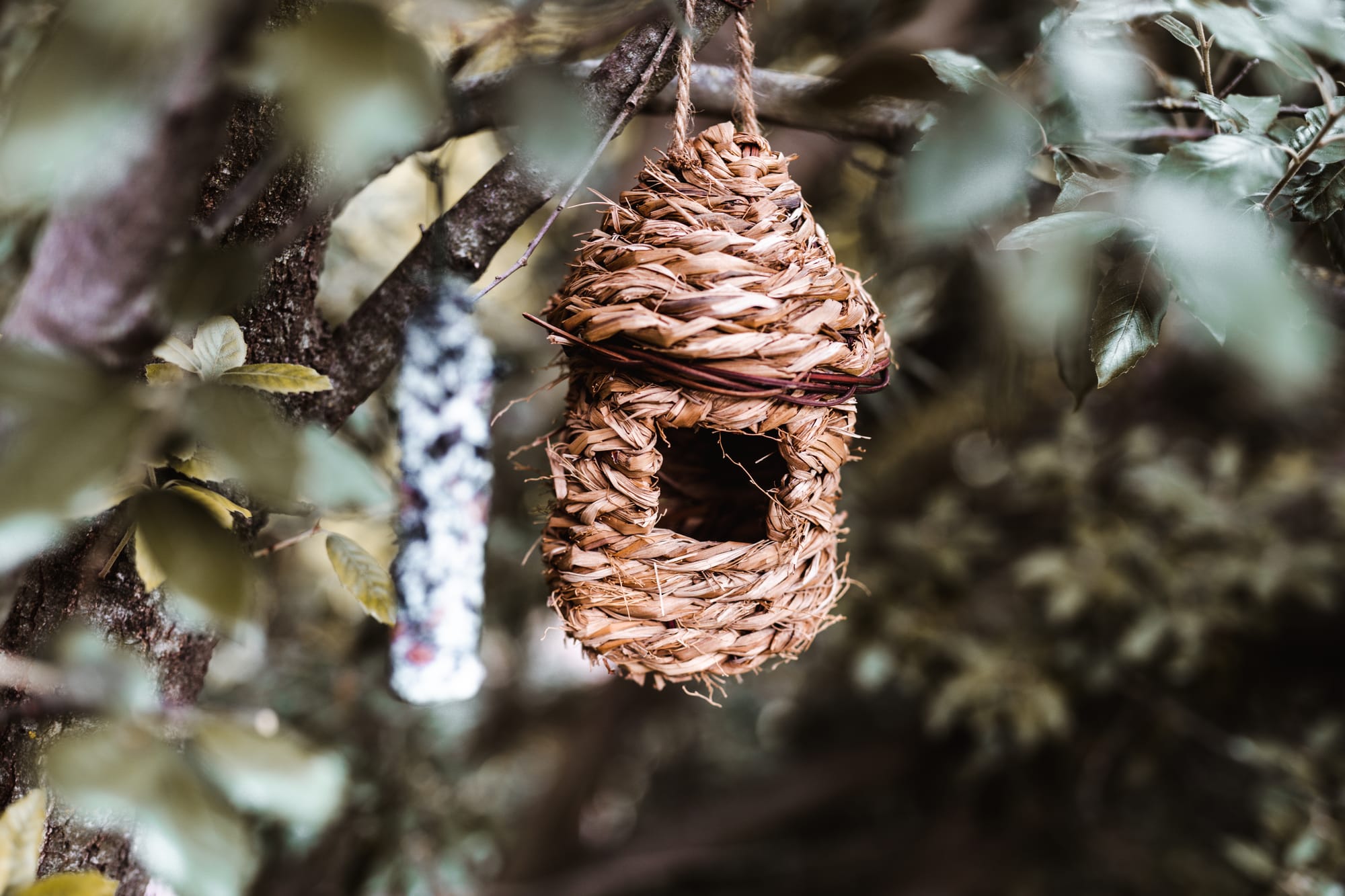 Casa sull'Albero Awen