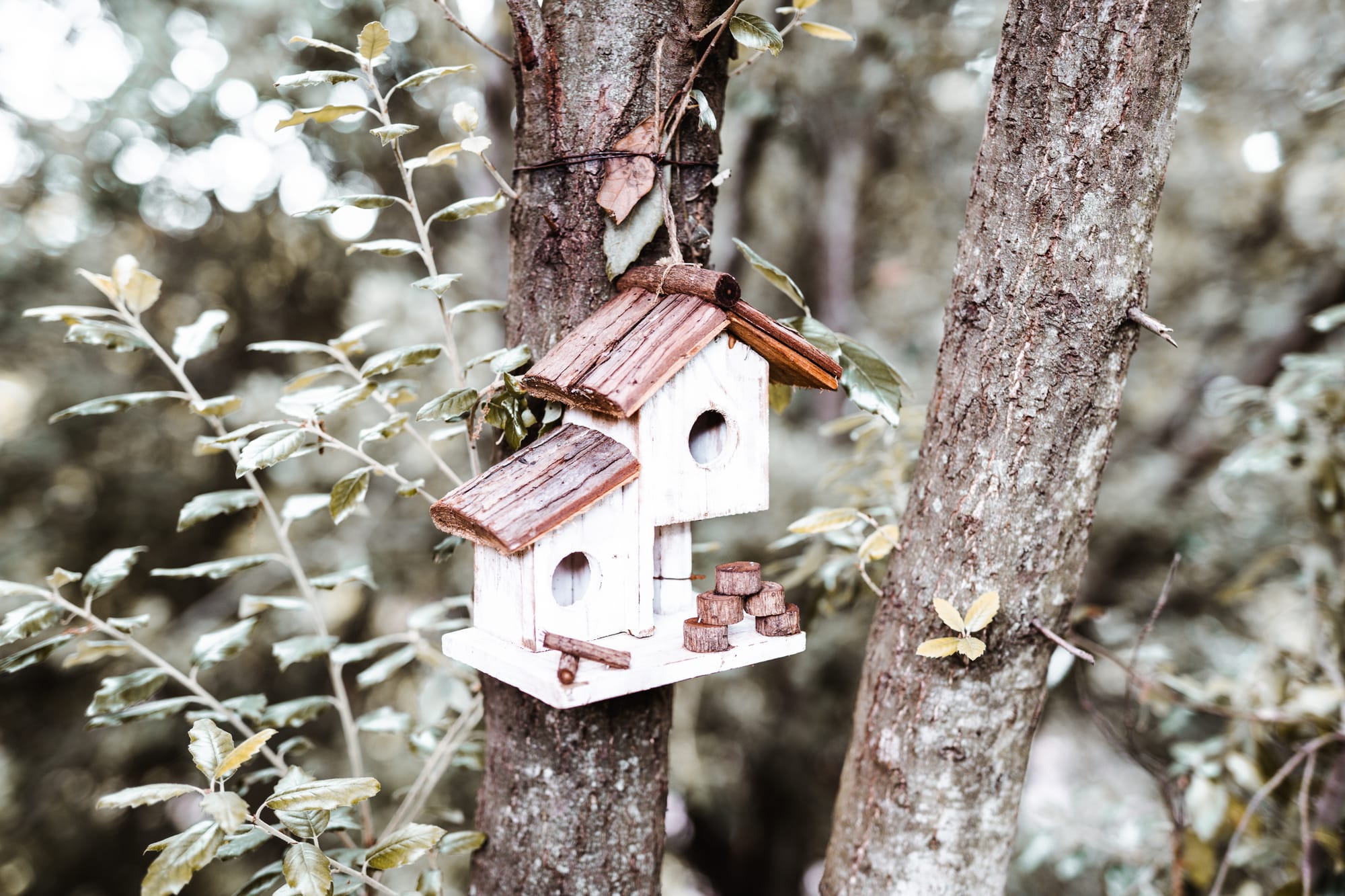 Casa sull'Albero Awen