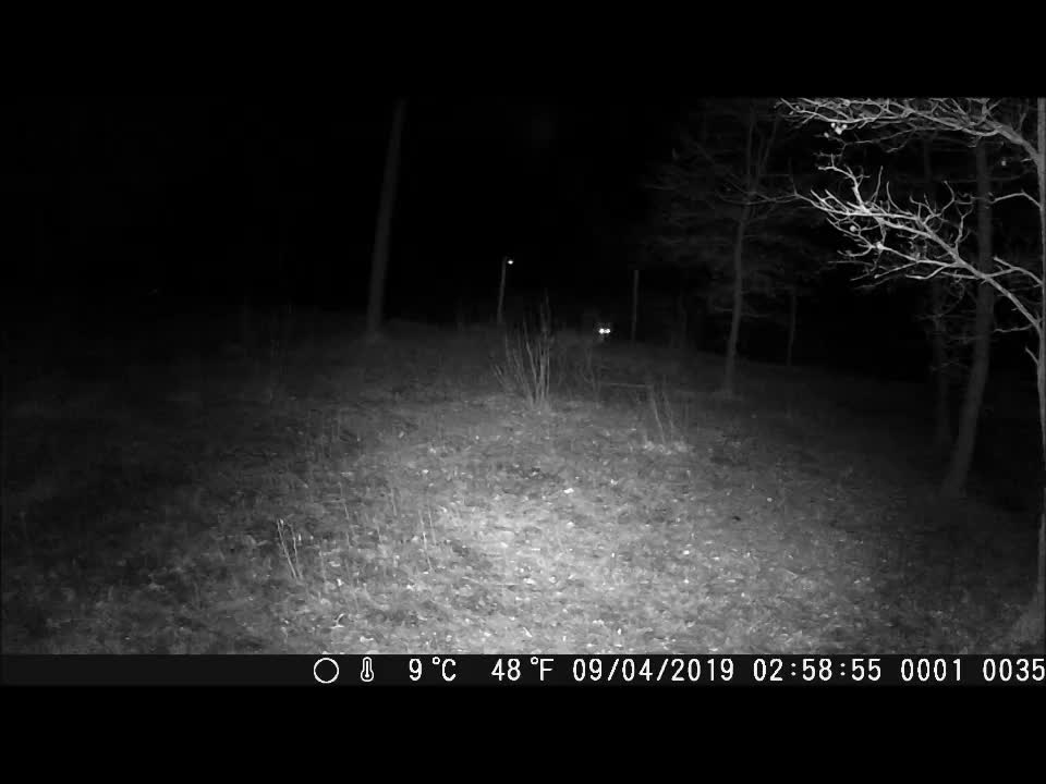 Lupi alla Casa sull'Albero Awen