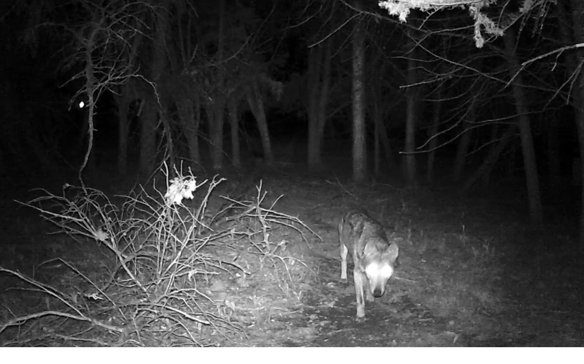 Casa sull'Albero Awen | Lupo