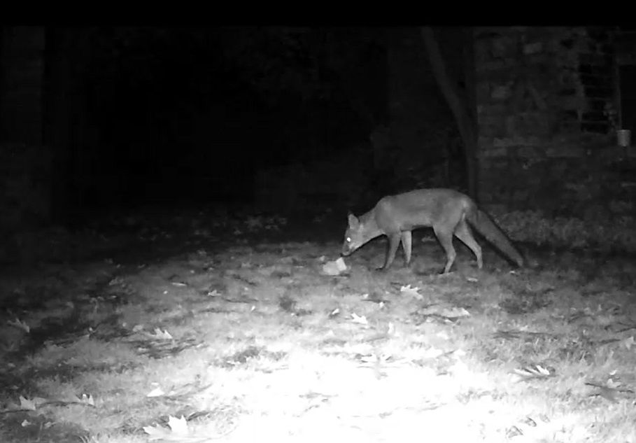 Volpe alla Casa sull'Albero Awen