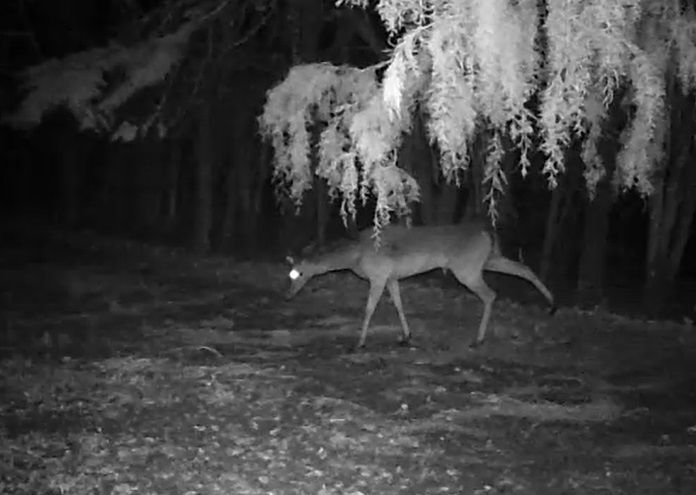Daino melanico alla Casa sull'Albero Awen