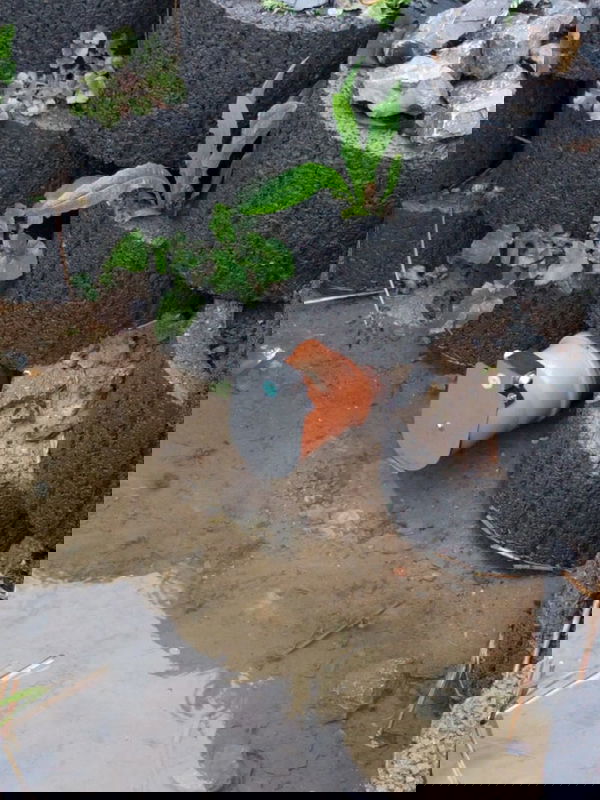 FROG Froschklappe