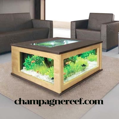 Best Small Fish Tank