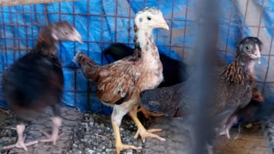 About our Birds image