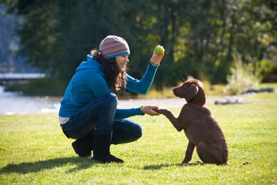 A Reliable Online Puppy Training Program  image