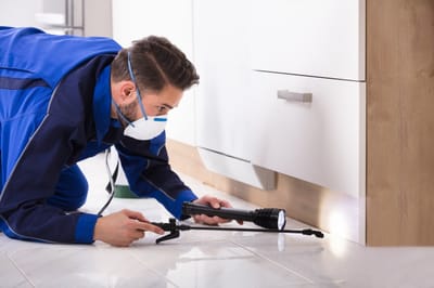 Why Regular Pest Inspections are Essential for Property Owners