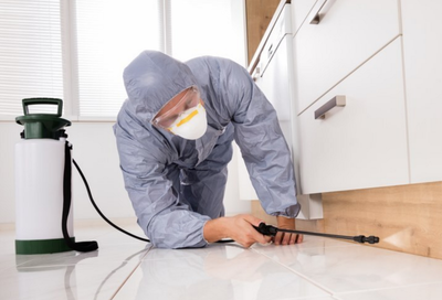 Prevention is Key: How Regular Pest Inspections Save You Time and Money