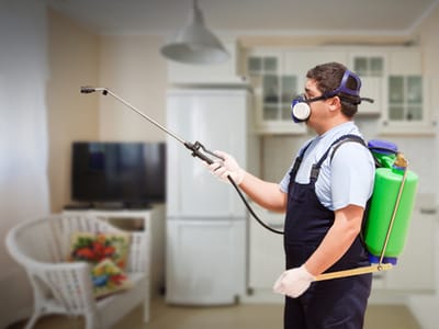 DIY vs. Professional Pest Inspections: Which Is Right for You?