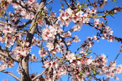תפילה לט&quot;ו בשבט בשנת שמיטה (במקום נטיעות) image