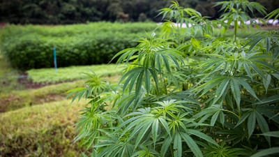 7 Things you Didn’t Know About Hemp