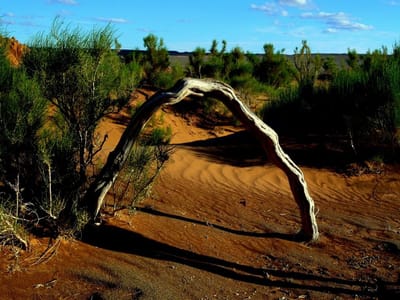 Mongolian Luxury Tours Bring Comfort and Luxury On Every Step!