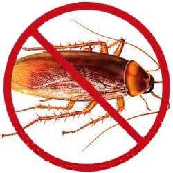 Cockrorach Control Services