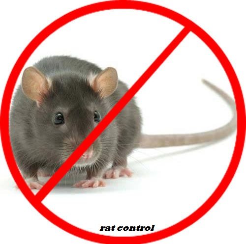 Rat Control Services