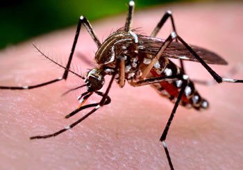 Reasons to Book Funnel Ants’ Treatment in Brisbane