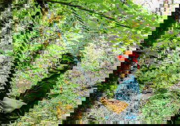 How to Use a Pole Saw