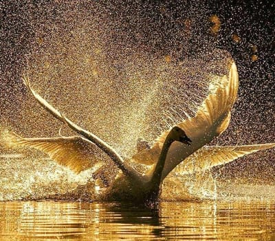 PREPARATION MENTALE © SHN