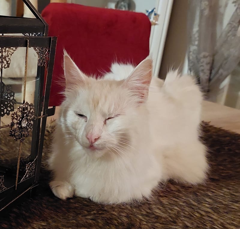 Snowball
