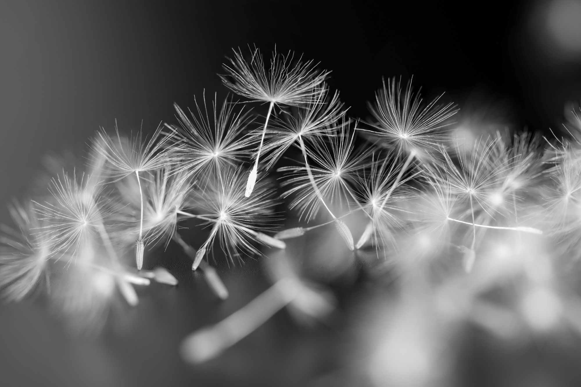 "......to see in black and white is a delight for the soul" - Andri Cauldwell