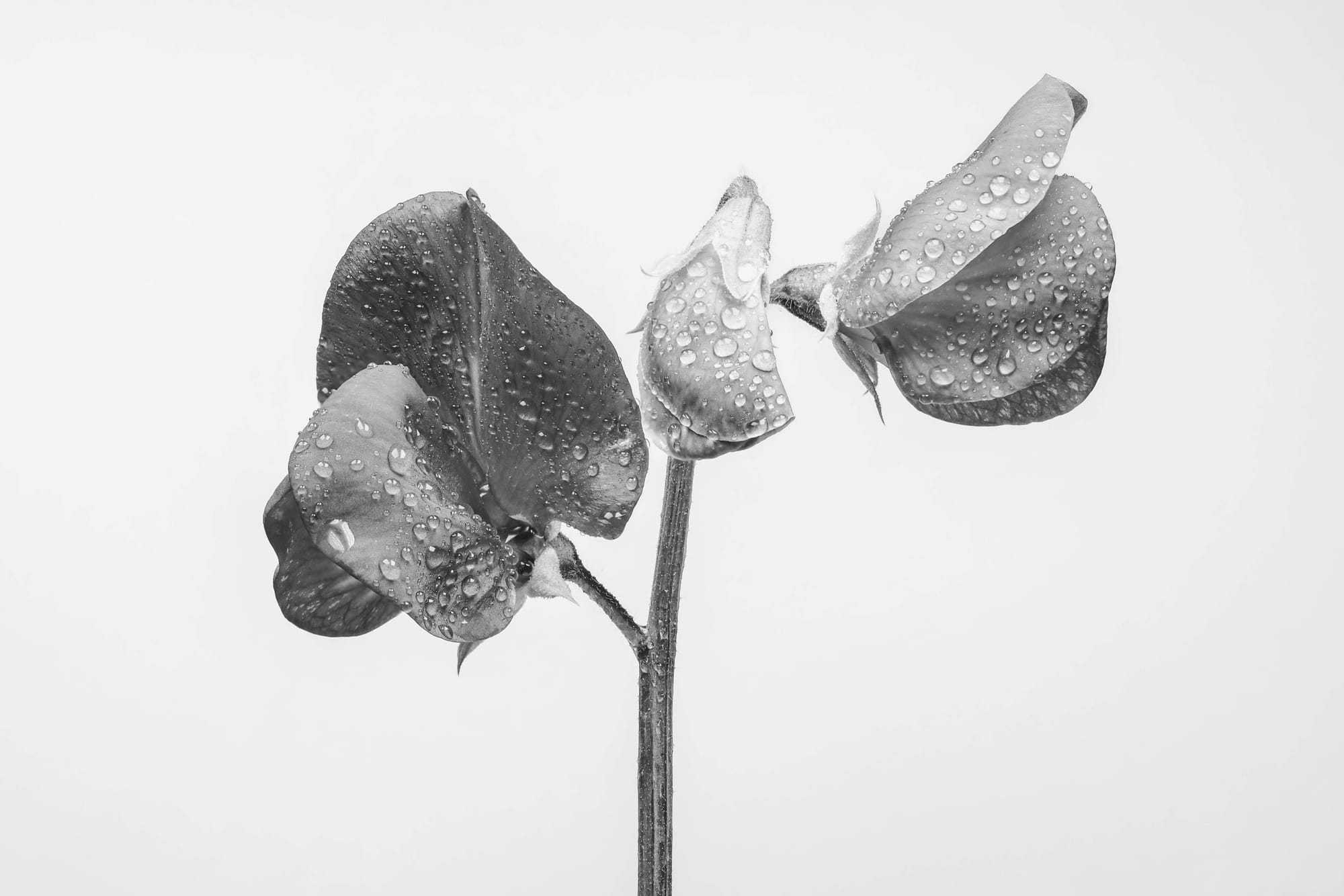 "......to see in black and white is a delight for the soul" - Andri Cauldwell