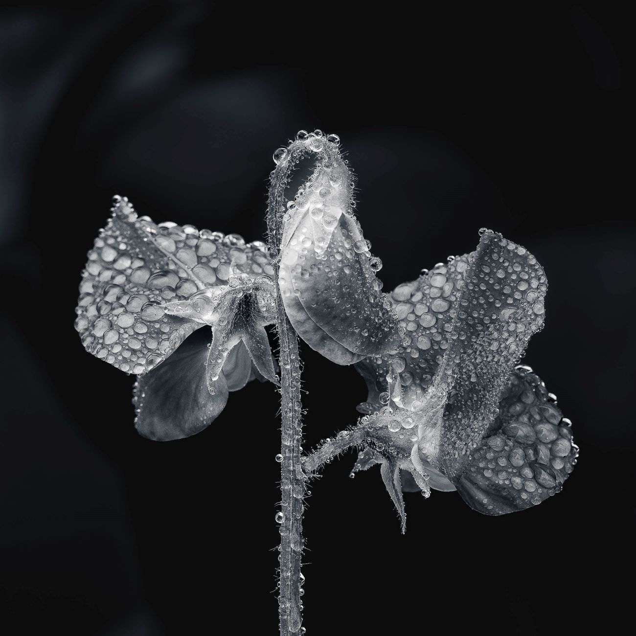 "......to see in black and white is a delight for the soul" - Andri Cauldwell