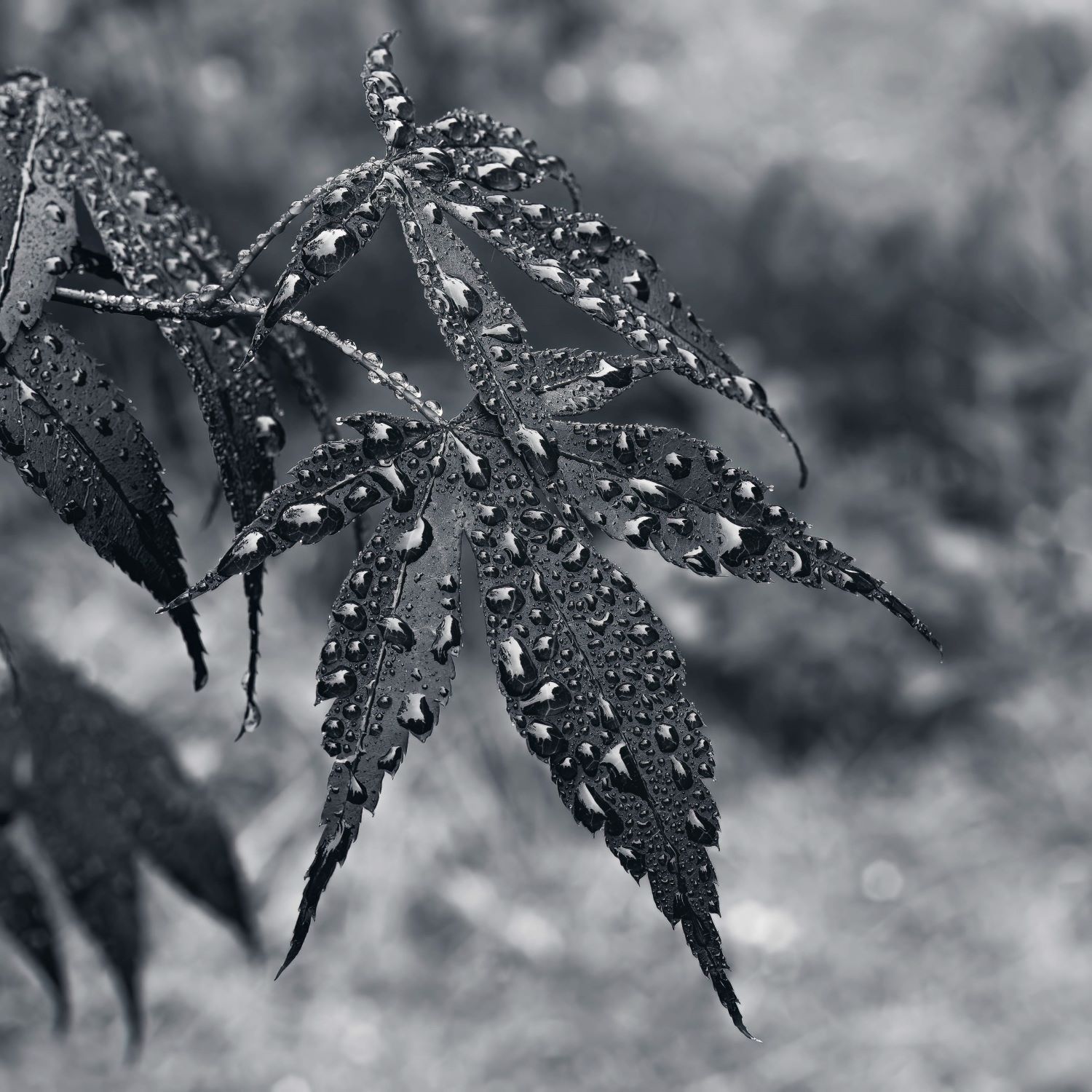 "......to see in black and white is a delight for the soul" - Andri Cauldwell