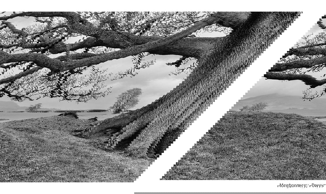 Scenes from the Path